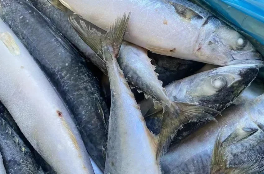  Pas de cargaison de poissons avariés au Togo